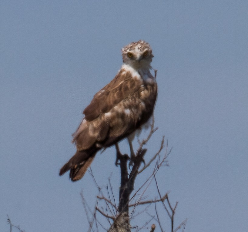 Short-toed Snake-Eagle - ML608517708