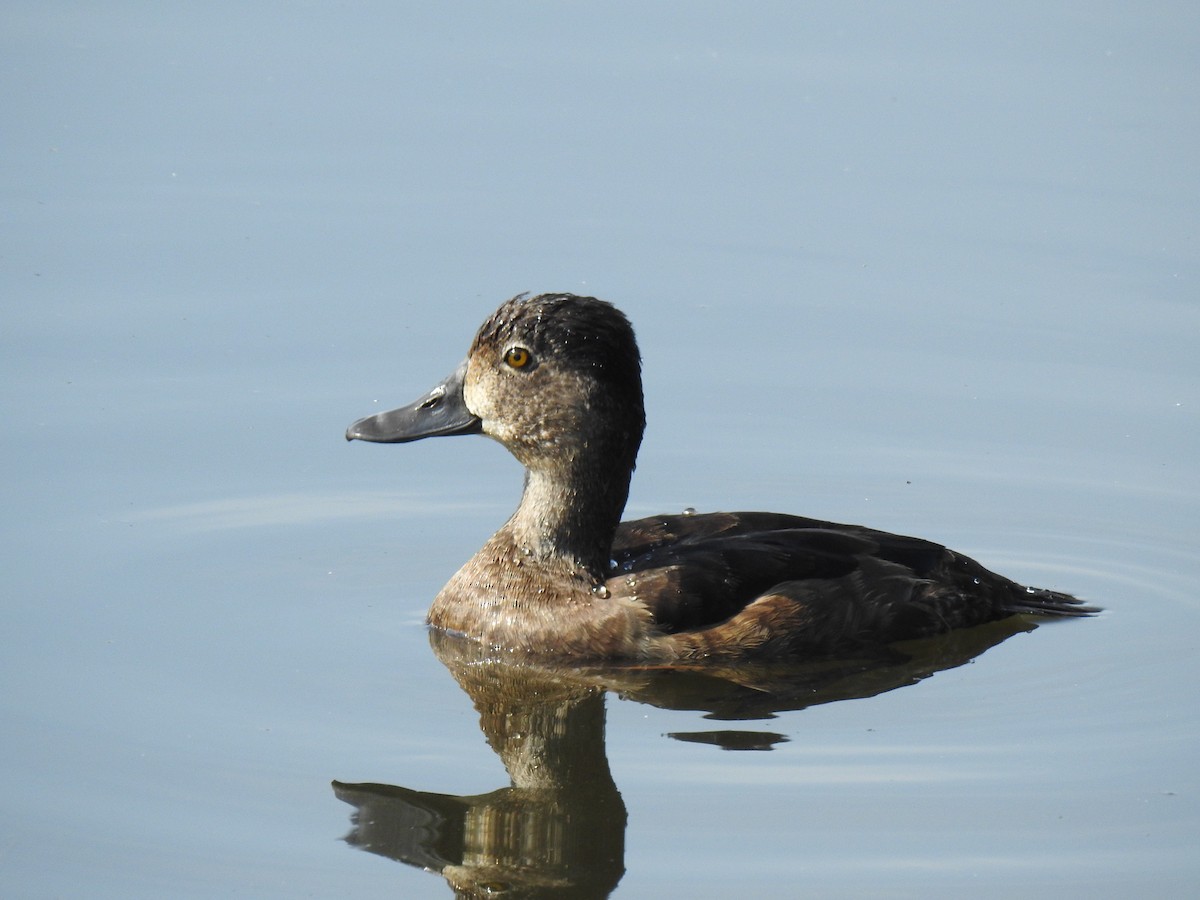 Ring-necked Duck - Justin Harris