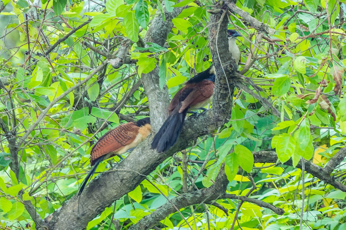 Senegal Coucal - ML608517777