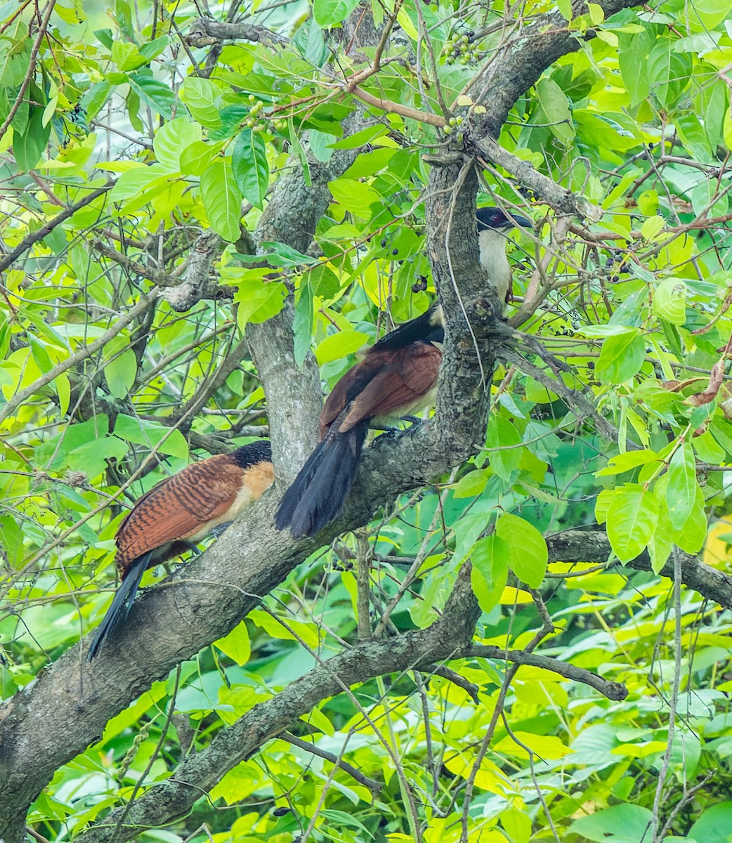 Senegal Coucal - ML608517778