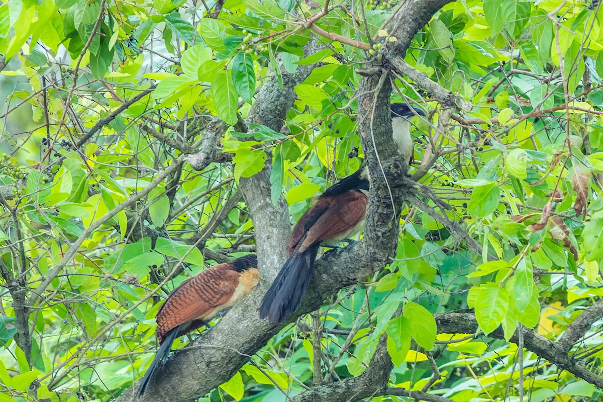 Coucal du Sénégal - ML608517779