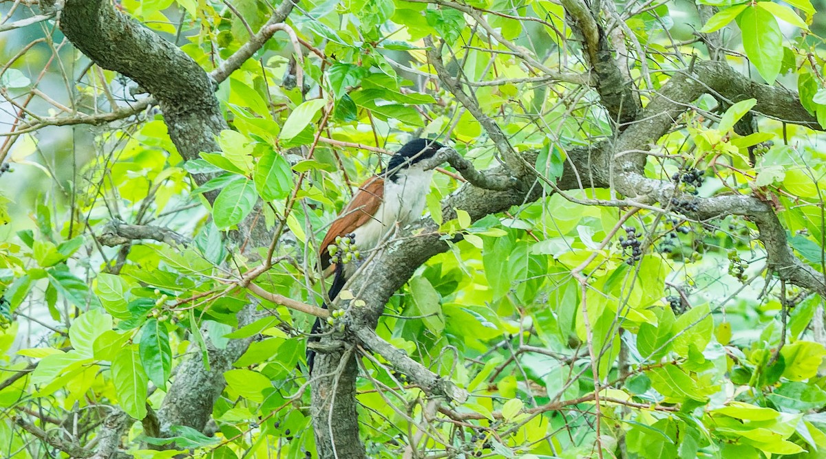 Coucal du Sénégal - ML608517780