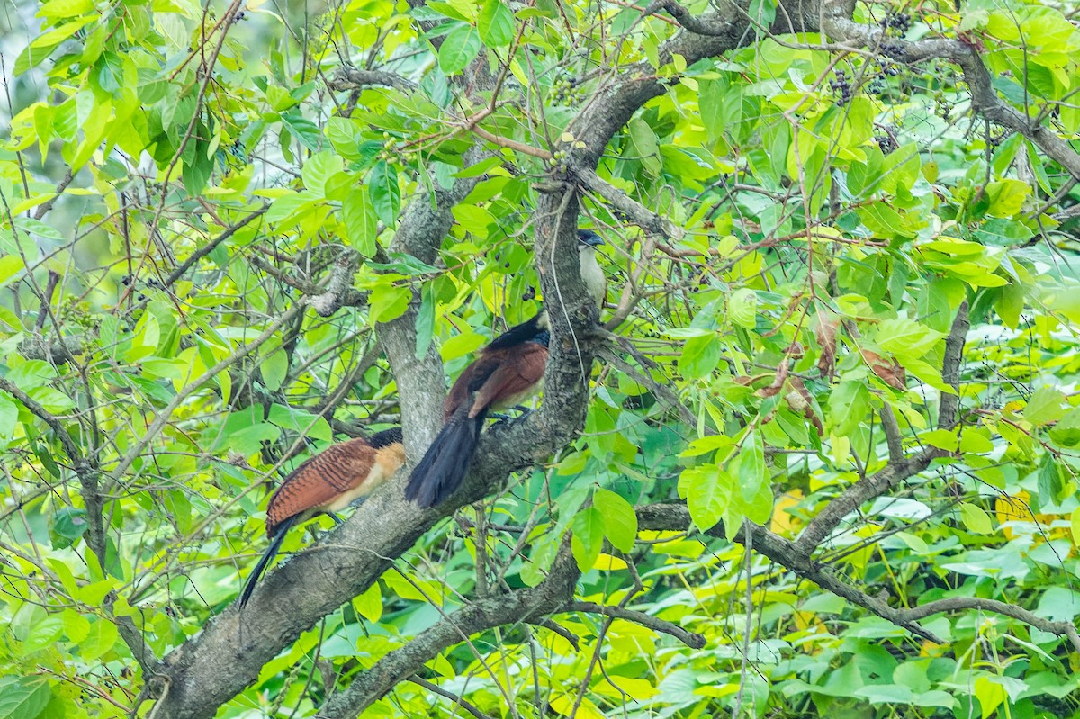 Senegal Coucal - ML608517781