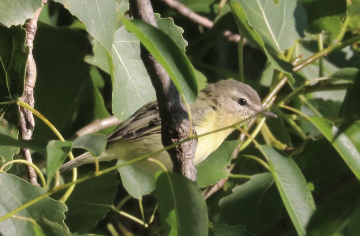 Philadelphia Vireo - Karl Overman