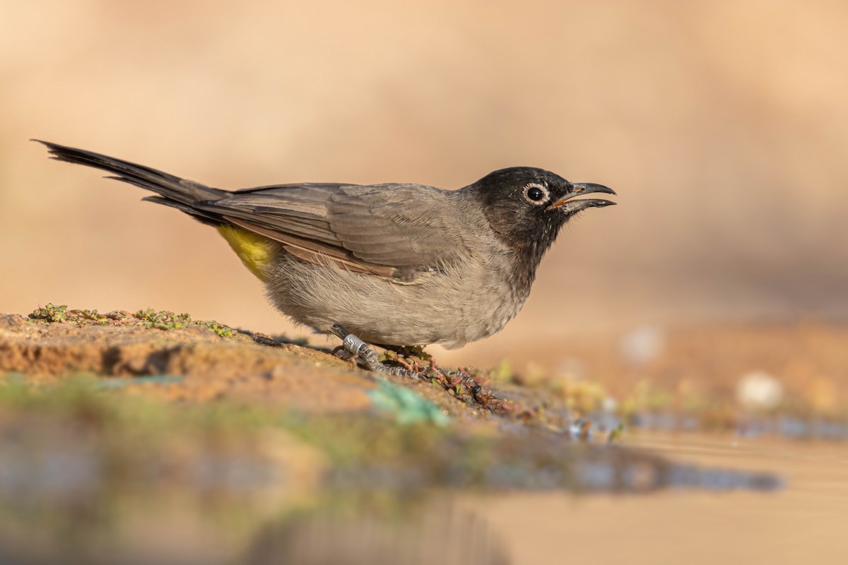 White-spectacled Bulbul - ML608517886