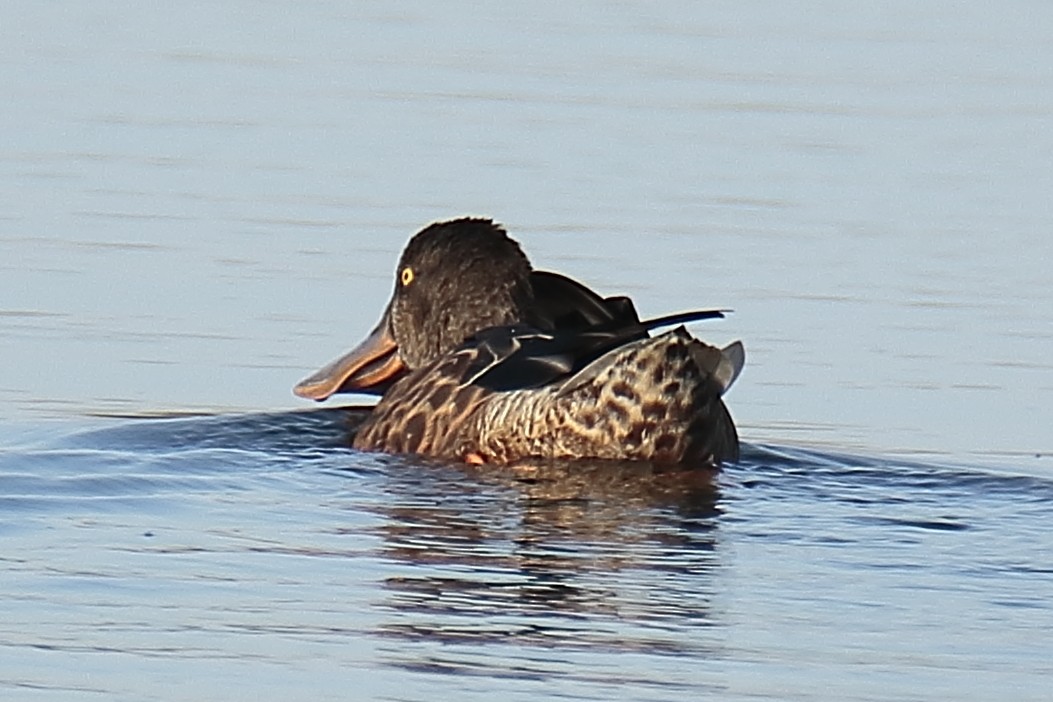 Northern Shoveler - ML608517937