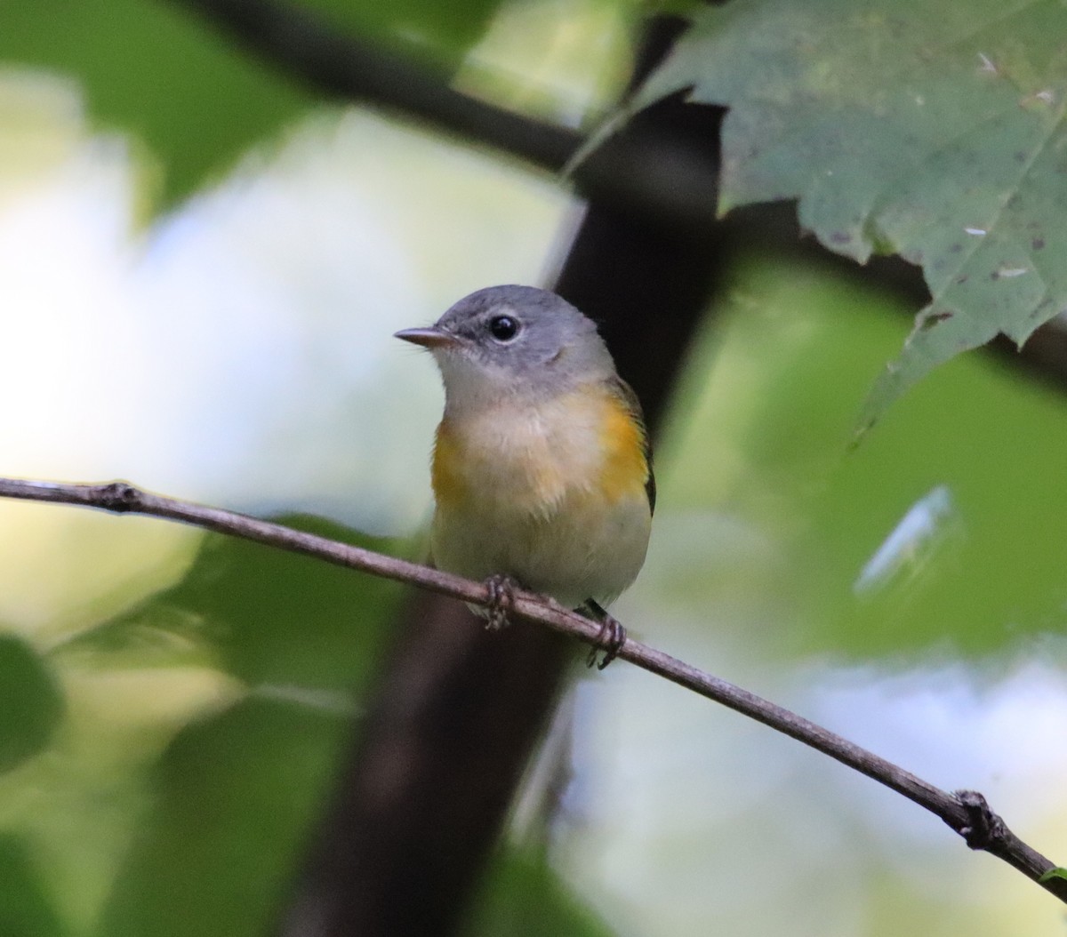 American Redstart - ML608517993