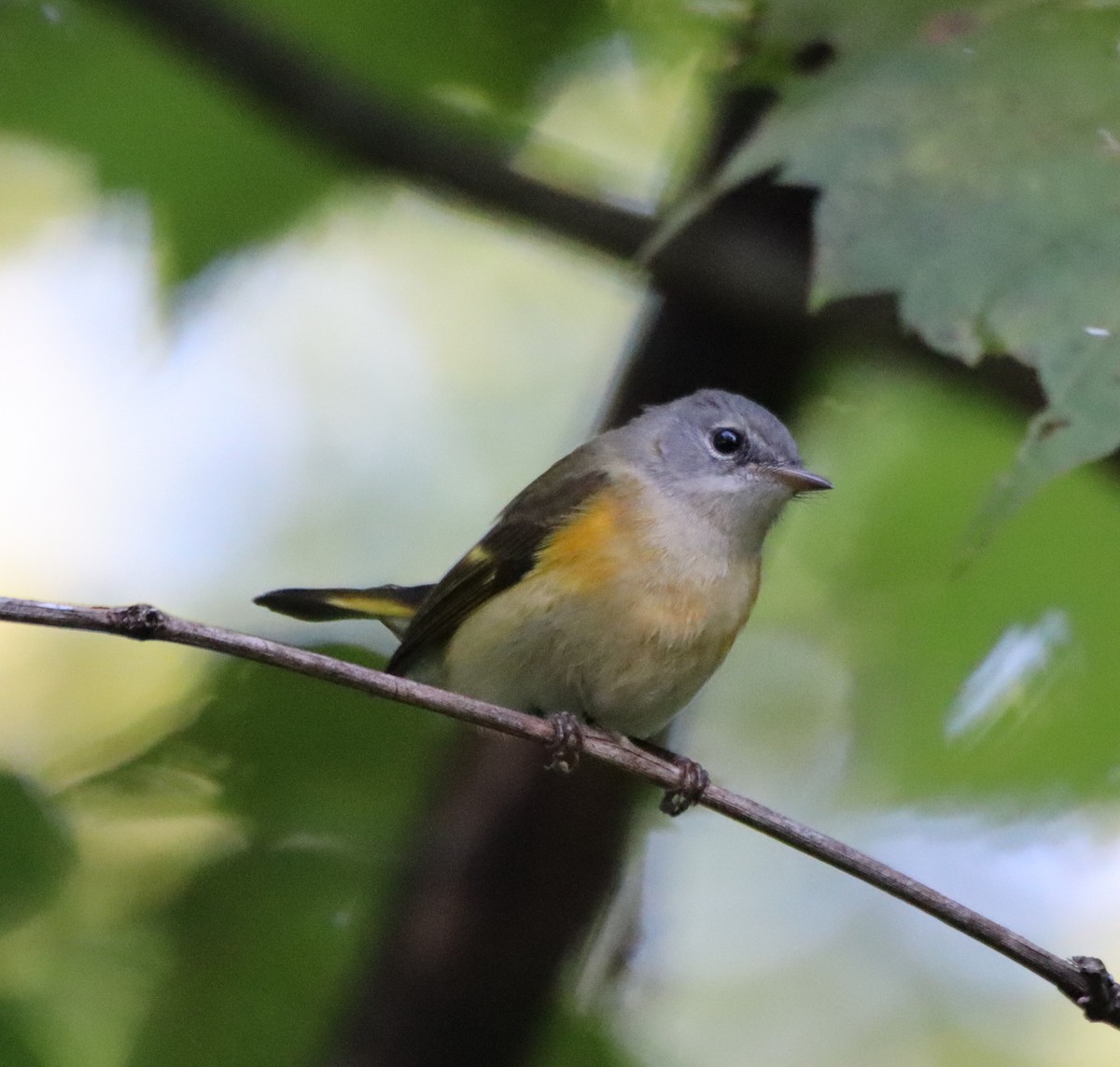 American Redstart - ML608517994