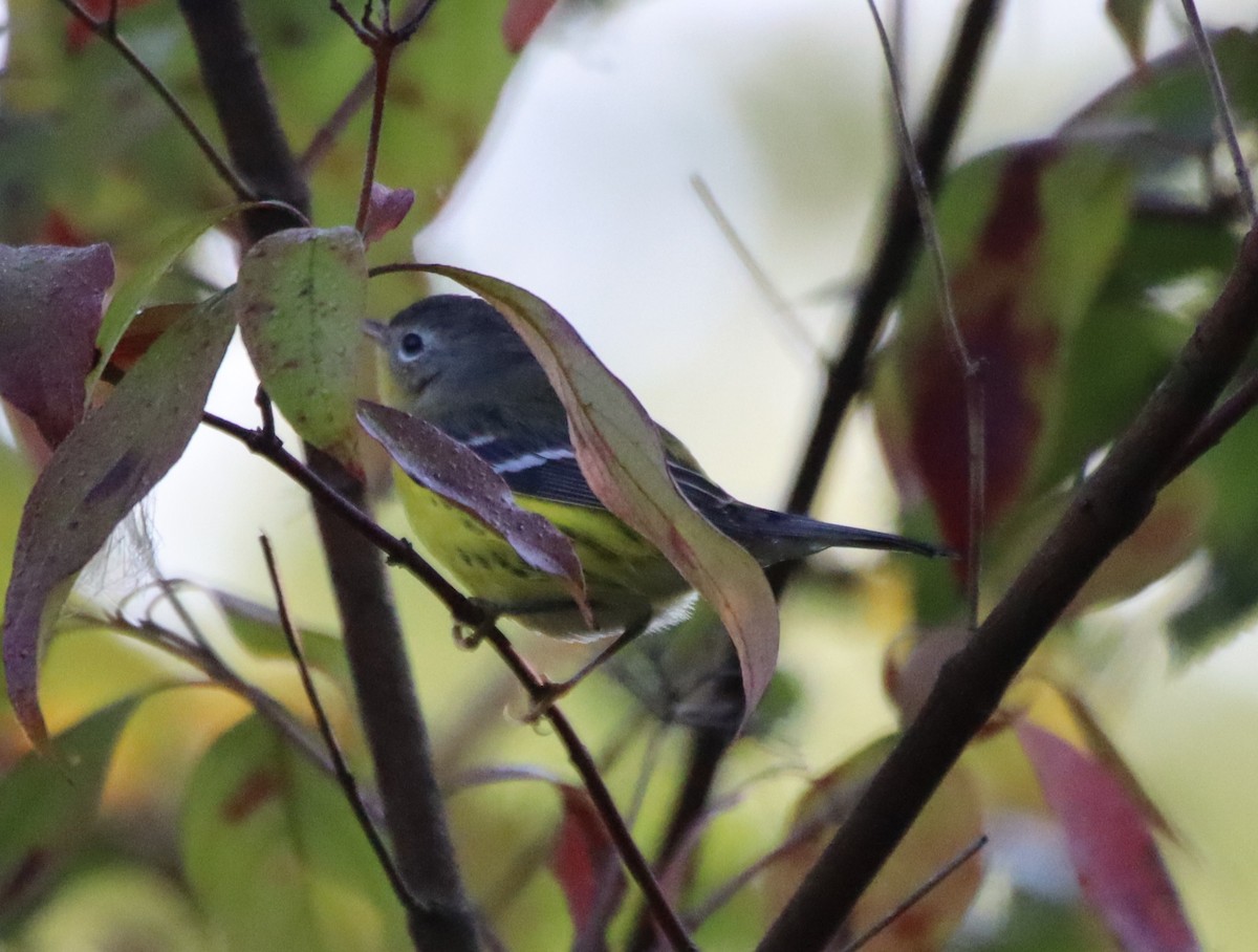 Magnolia Warbler - ML608518013