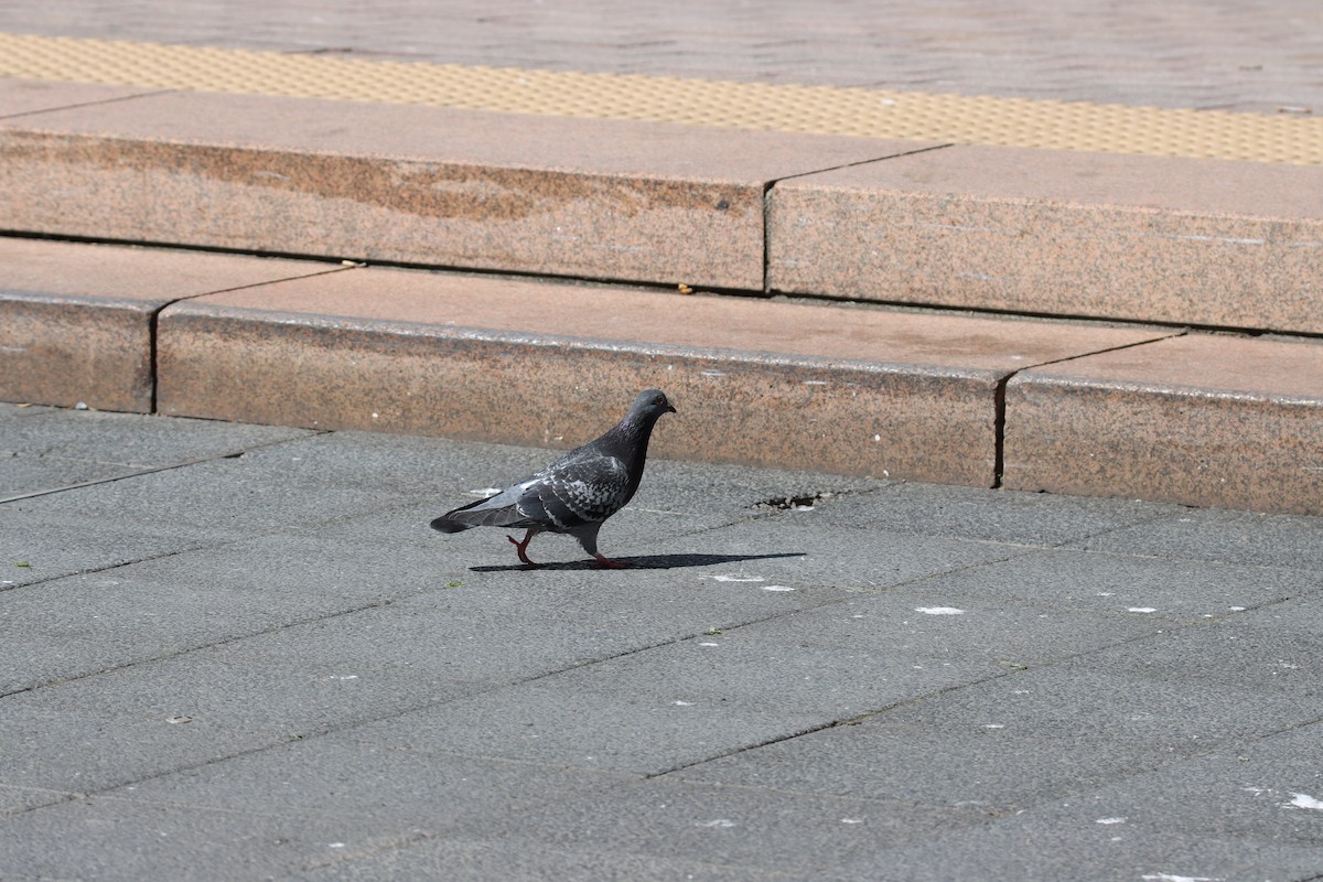 Rock Pigeon (Feral Pigeon) - ML608518074