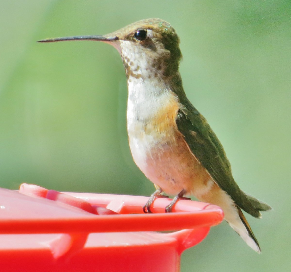 Rufous Hummingbird - ML608518094