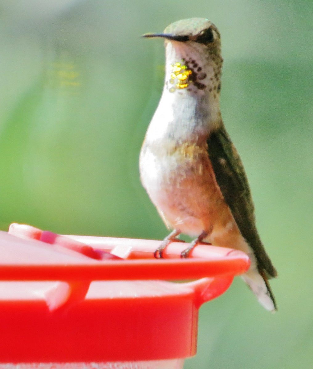 Rufous Hummingbird - ML608518101