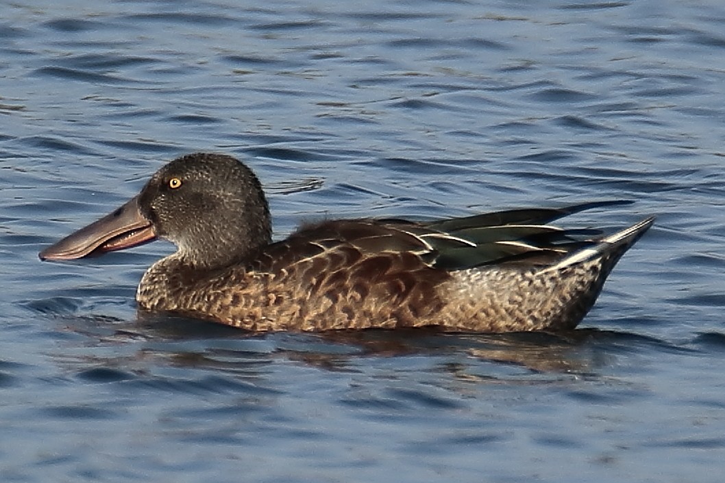 Northern Shoveler - ML608518119