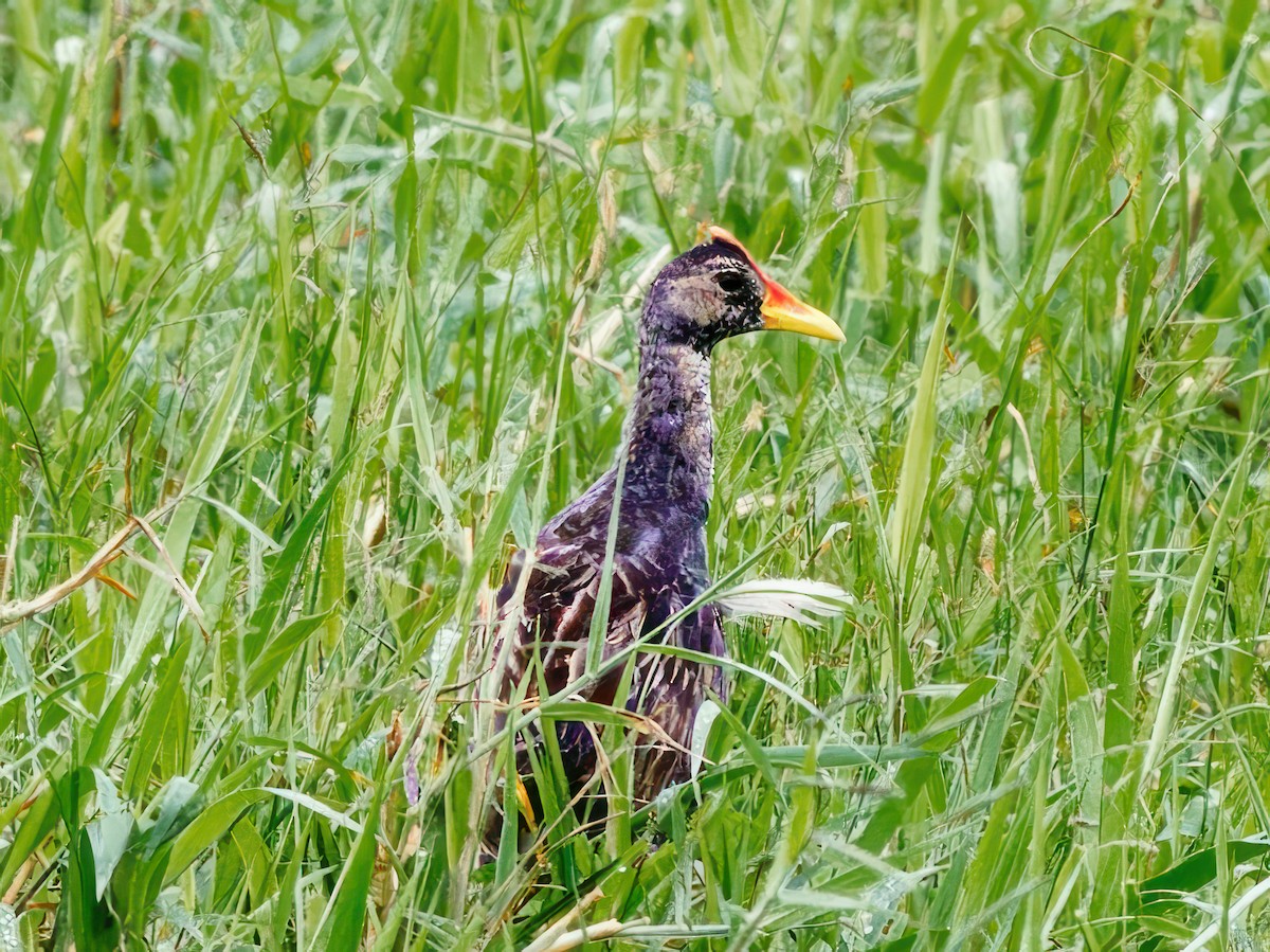 Watercock - ML608518219