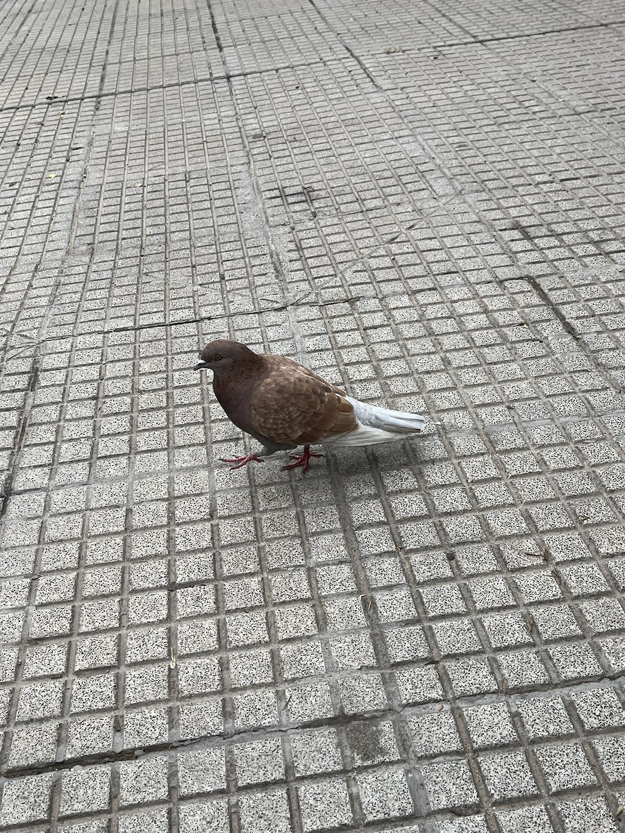 Rock Pigeon (Feral Pigeon) - Mariano Fernández