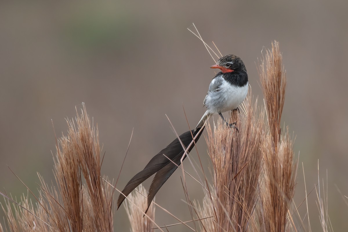 Strange-tailed Tyrant - Pablo Re