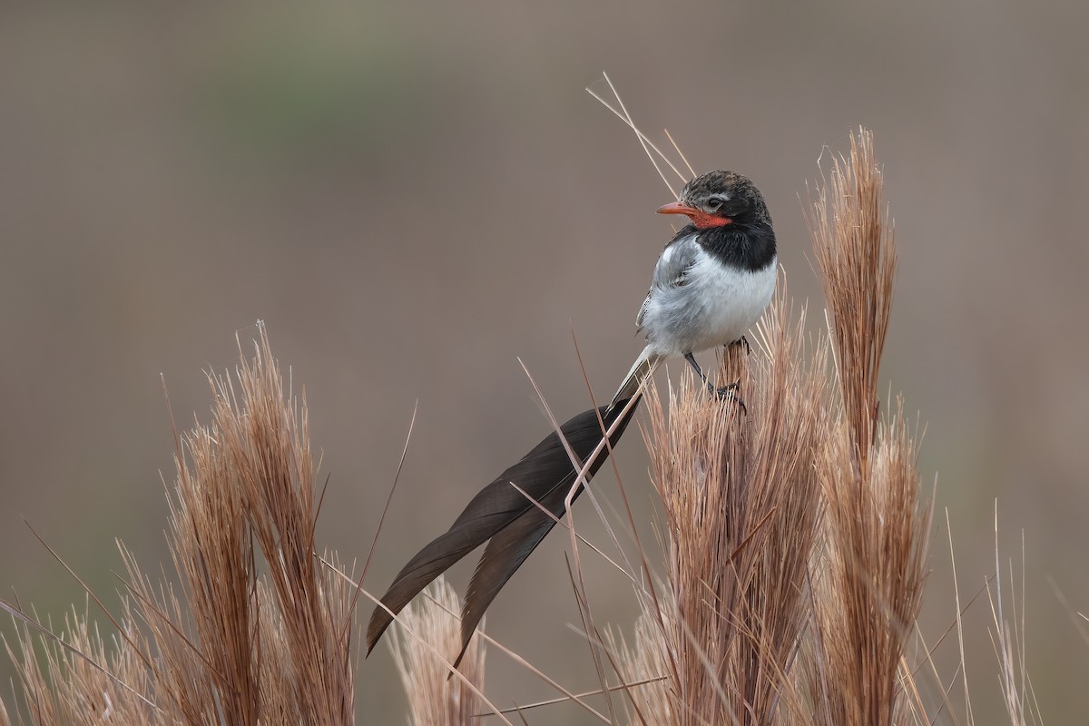 Strange-tailed Tyrant - Pablo Re