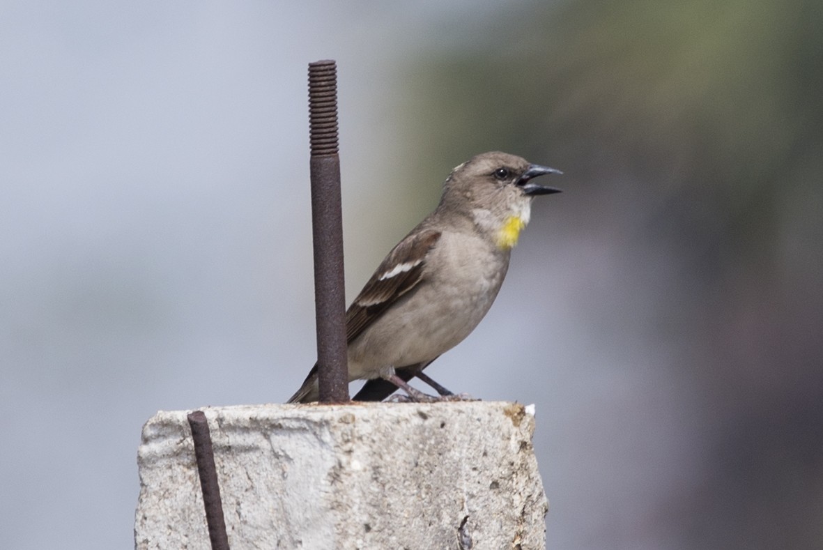 Yellow-throated Sparrow - SANCHITA DEY