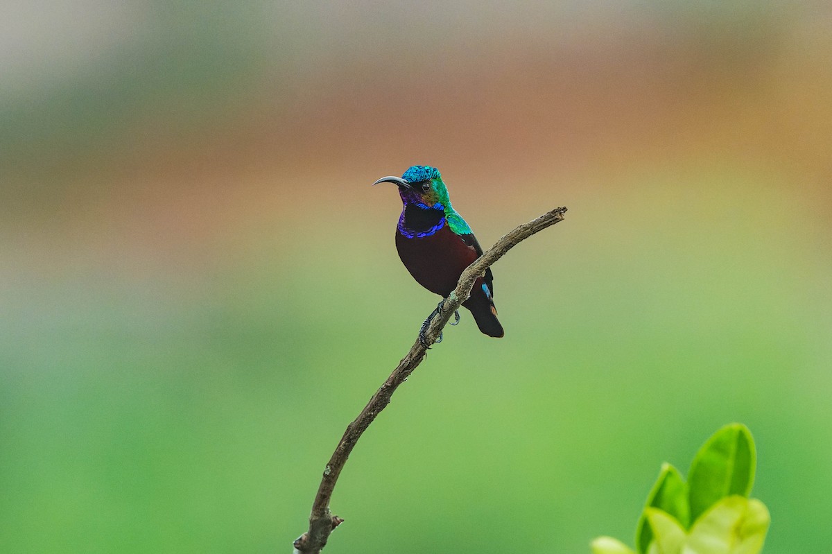 Superb Sunbird - lucien ABAH