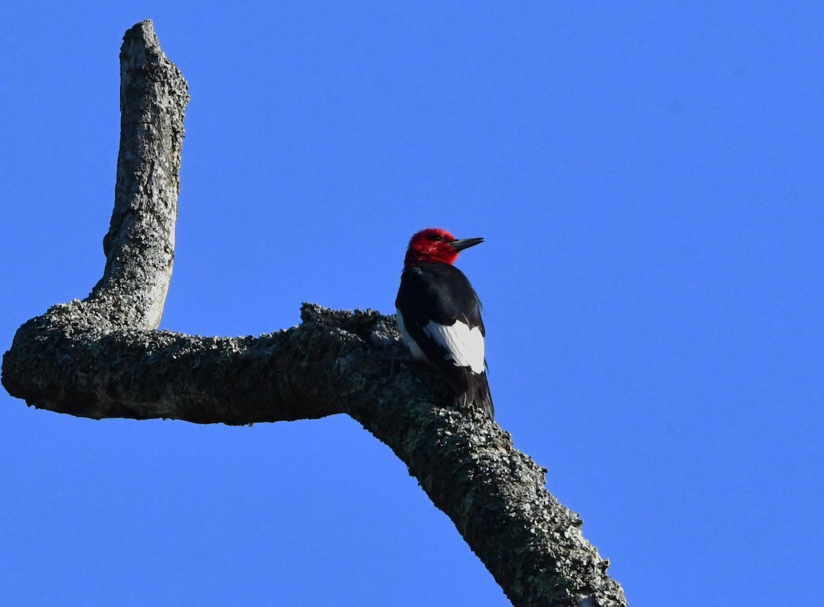 Red-headed Woodpecker - ML608518742