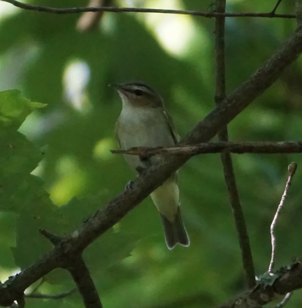 Vireo Ojirrojo - ML608518746