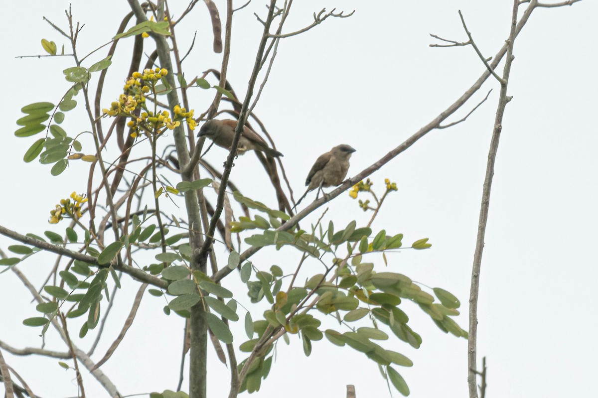 Northern Gray-headed Sparrow - ML608518795