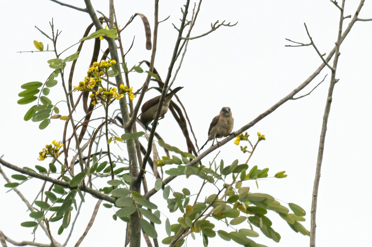 Northern Gray-headed Sparrow - FELIX-MARIE AFFA'A