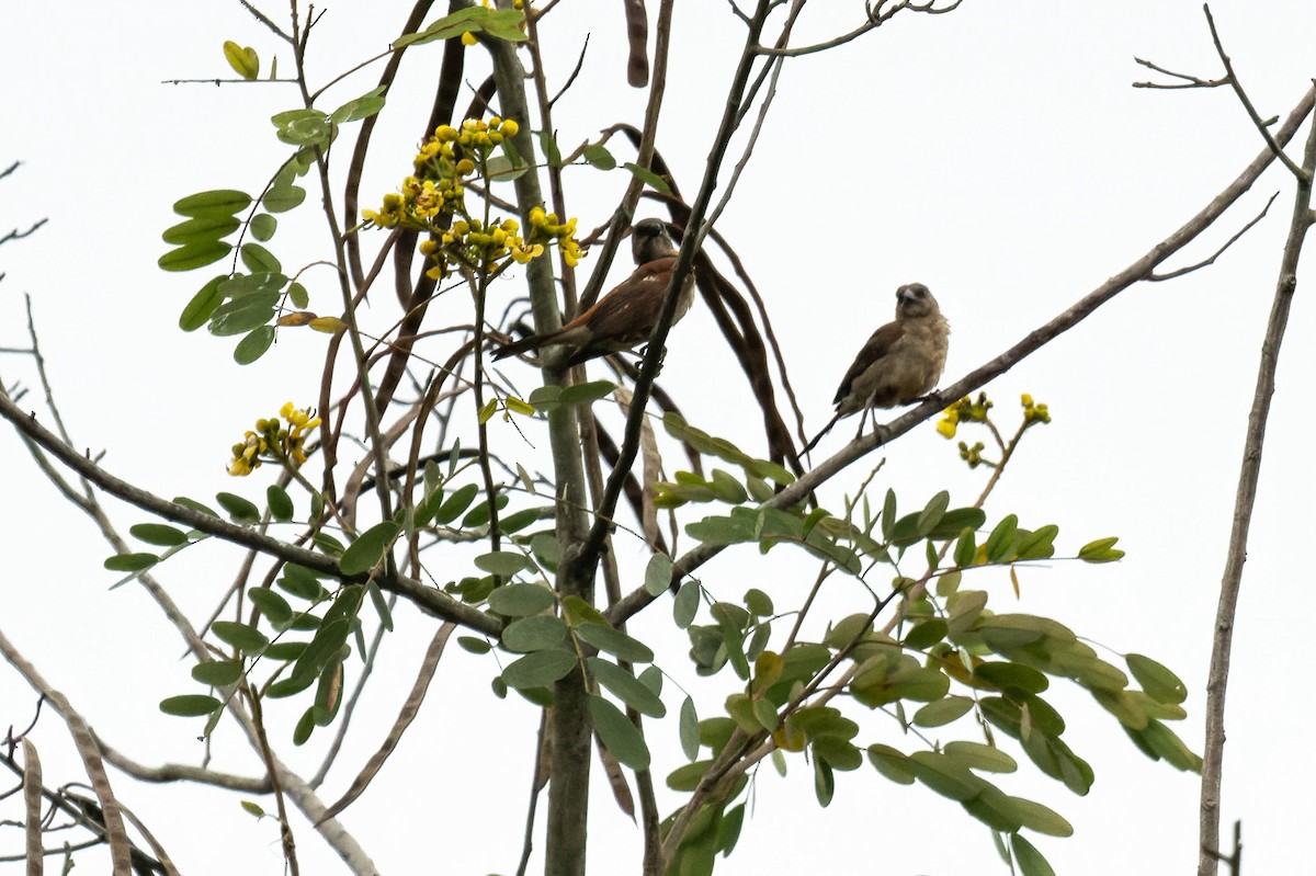 Northern Gray-headed Sparrow - ML608518797