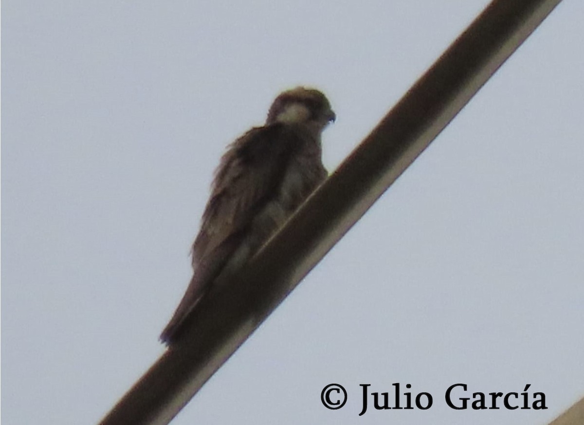 Lanner Falcon - ML608518861