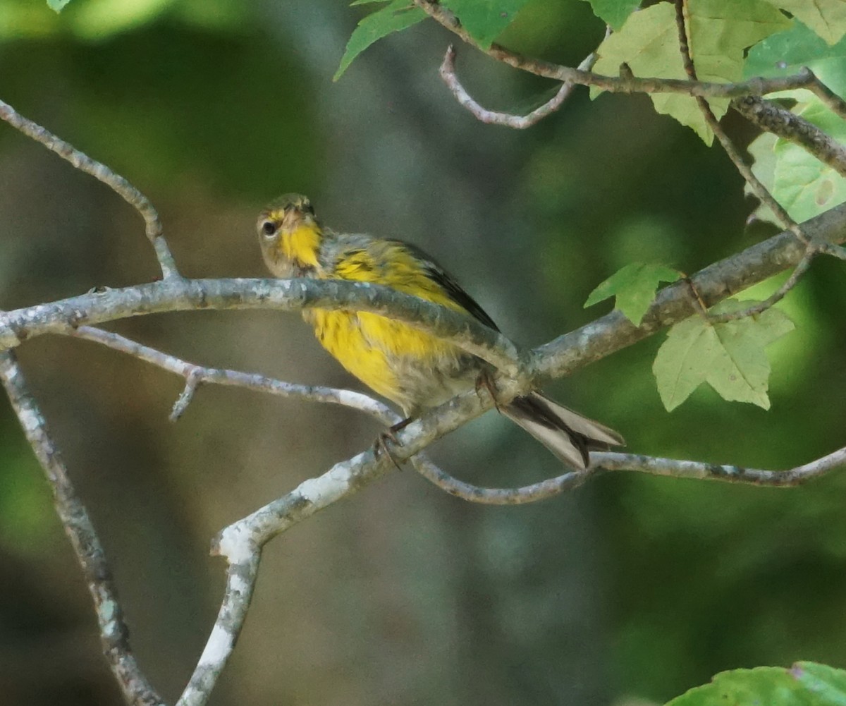 Pine Warbler - ML608518889