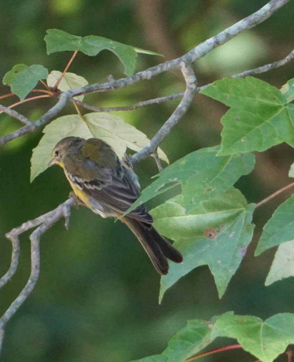 Pine Warbler - ML608518890