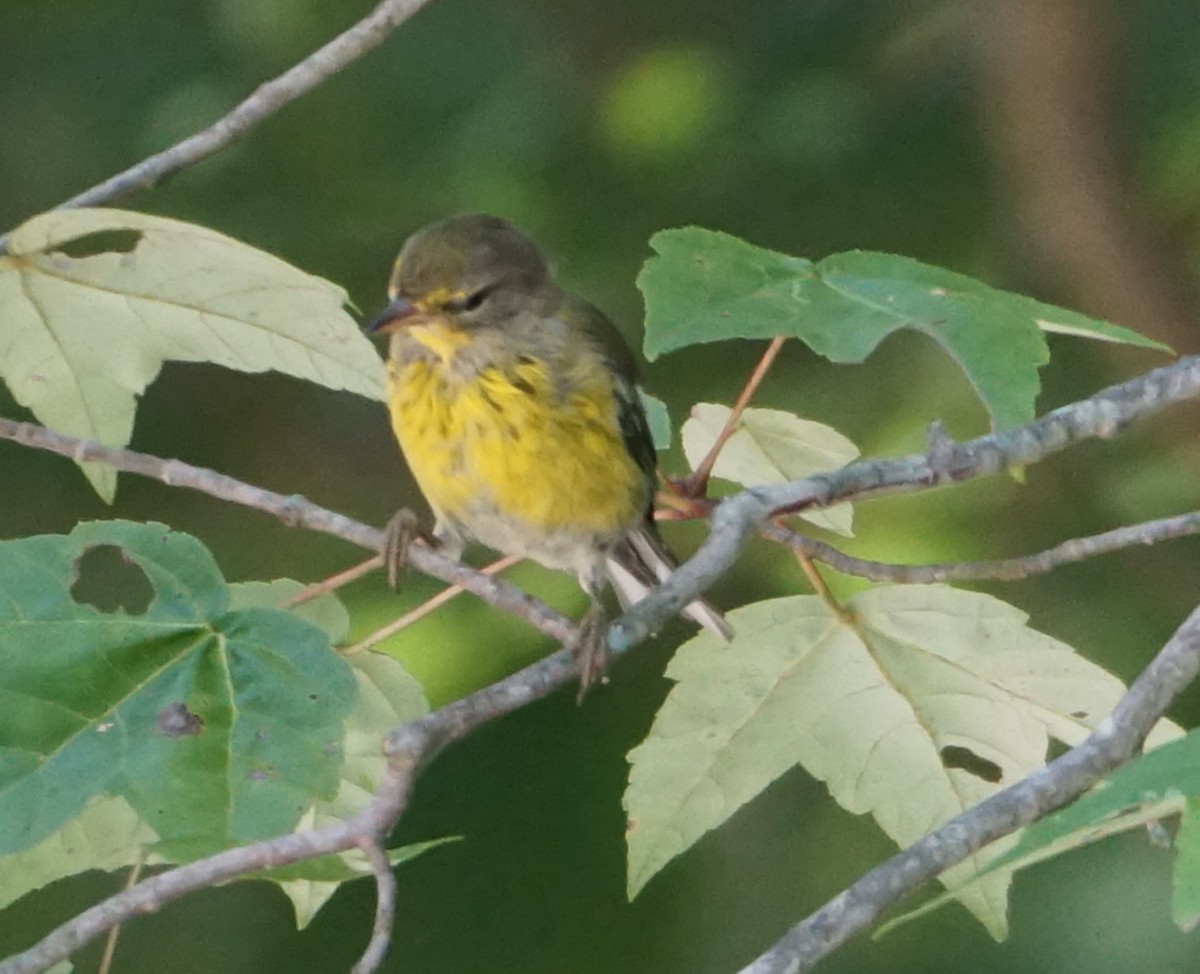 Pine Warbler - ML608518892