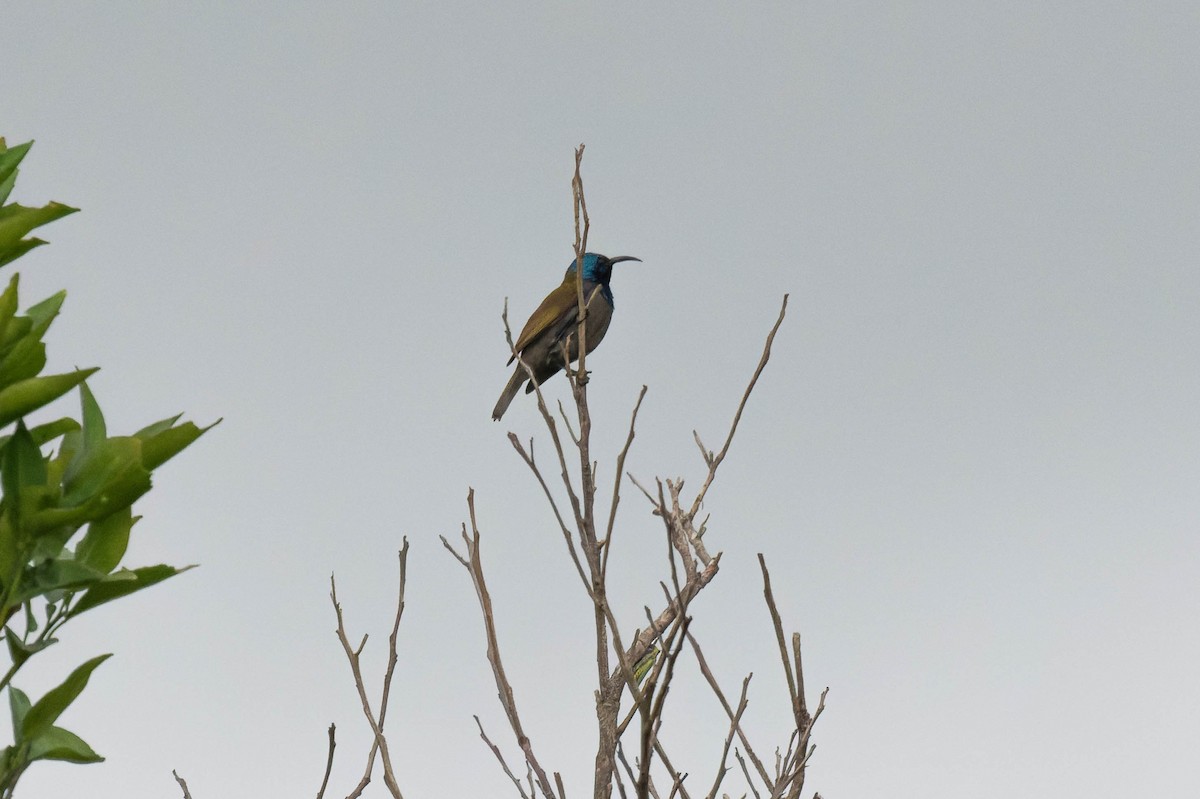 Green-headed Sunbird - ML608518897