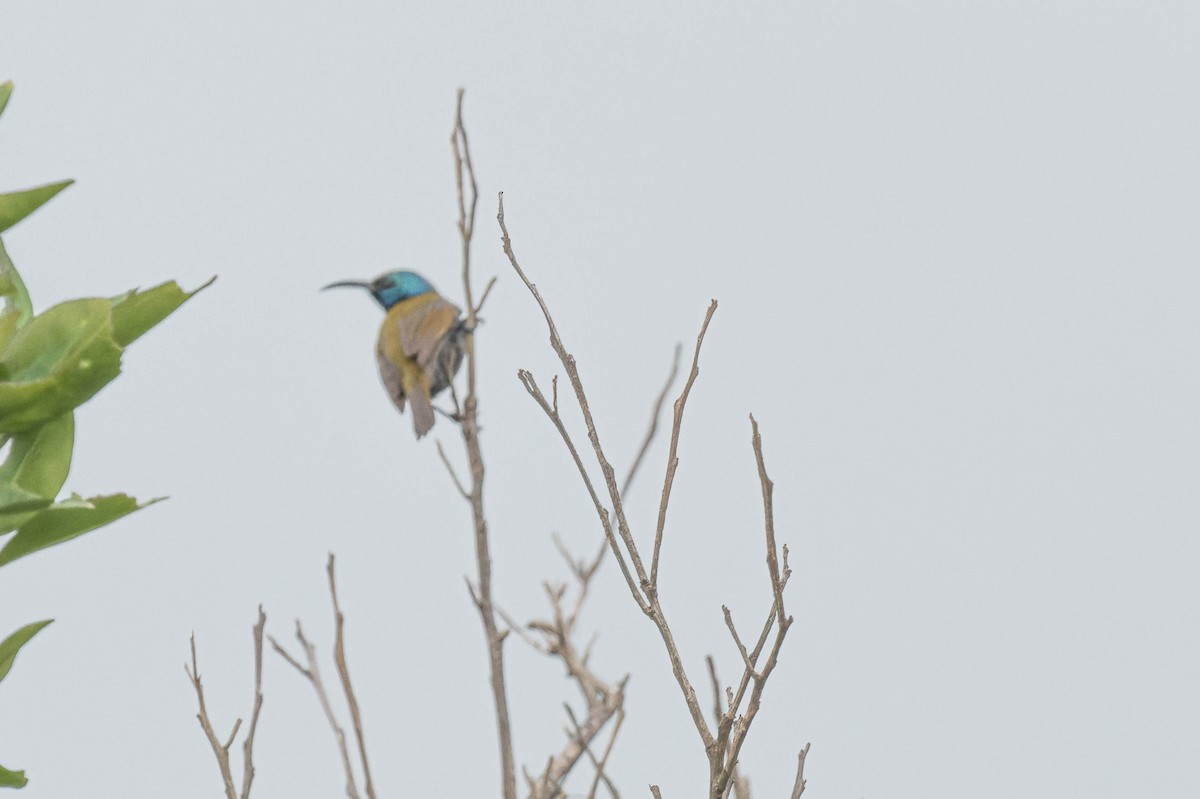 Green-headed Sunbird - ML608518899