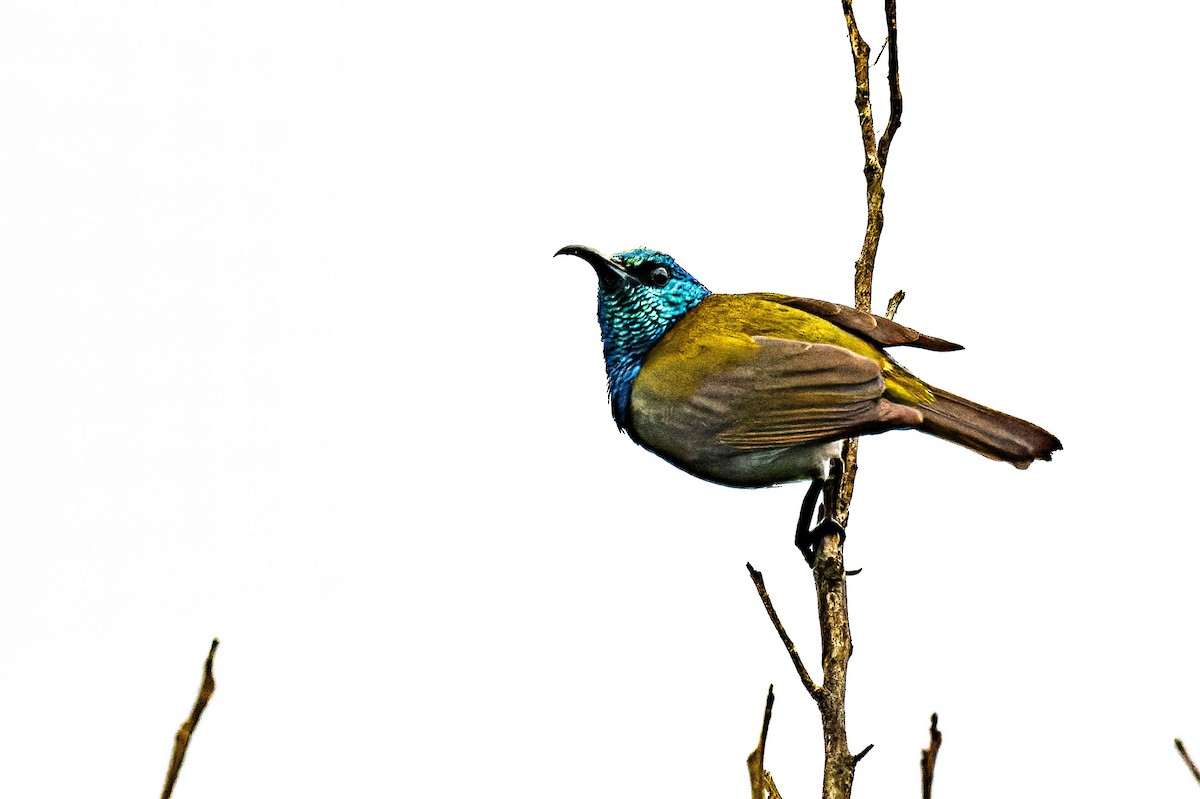 Green-headed Sunbird - ML608518902