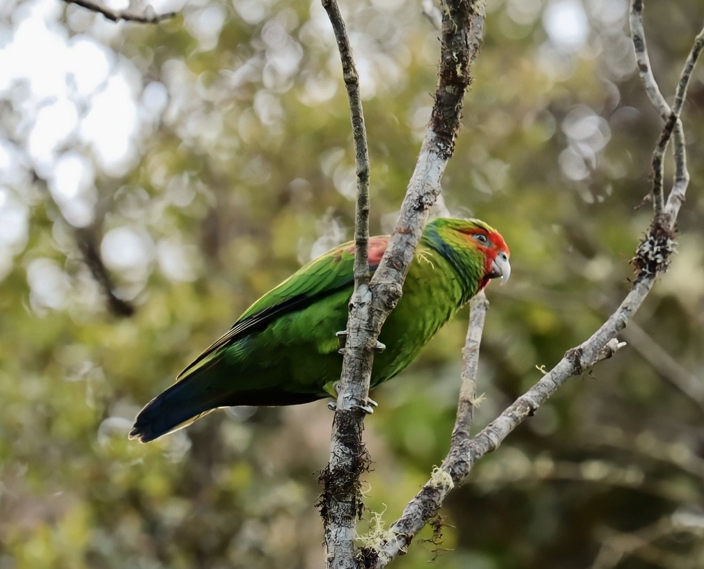 Red-faced Parrot - Marcelo Quipo