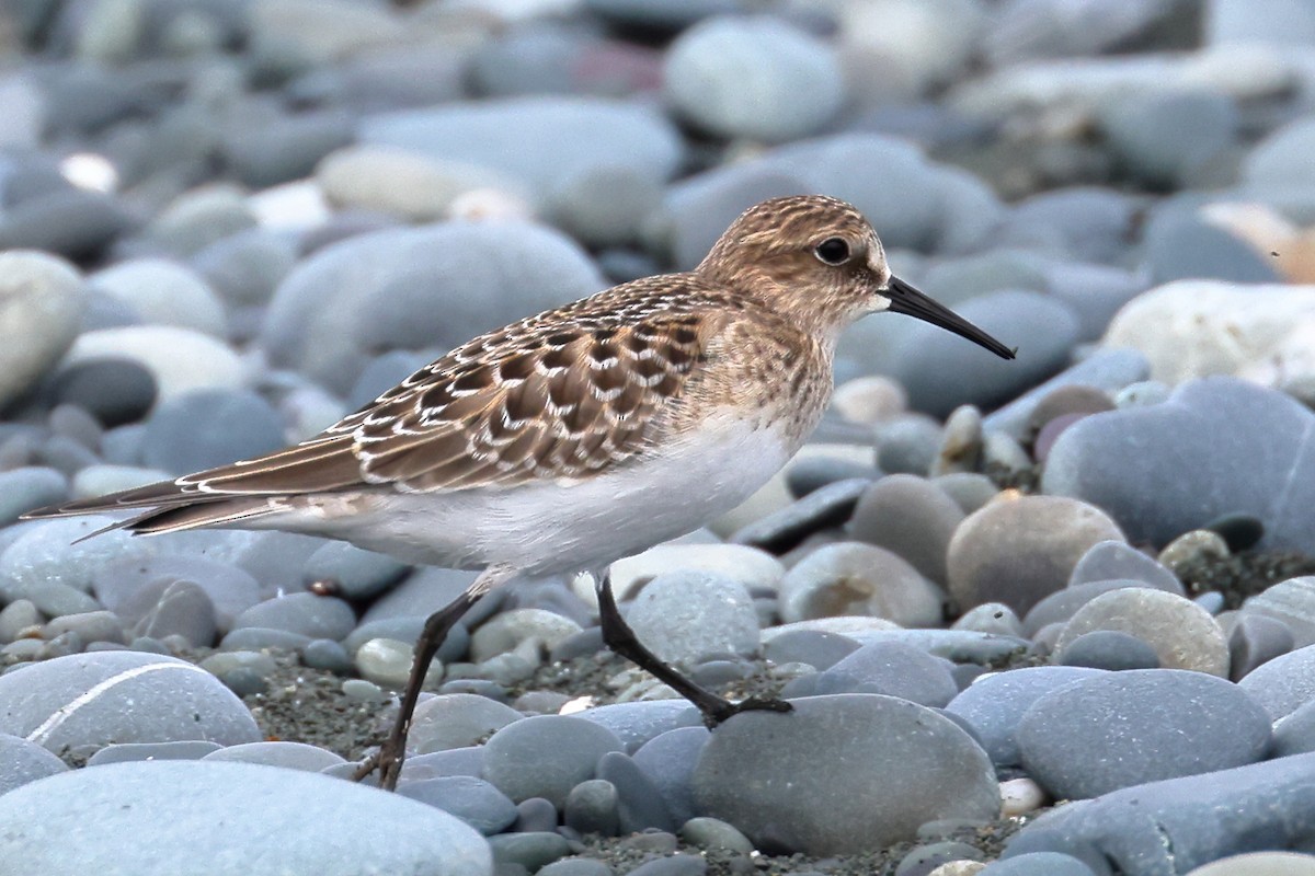 Baird's Sandpiper - ML608519104