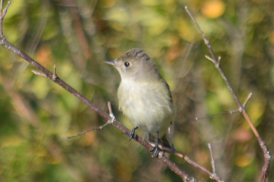 Least Flycatcher - ML608519247