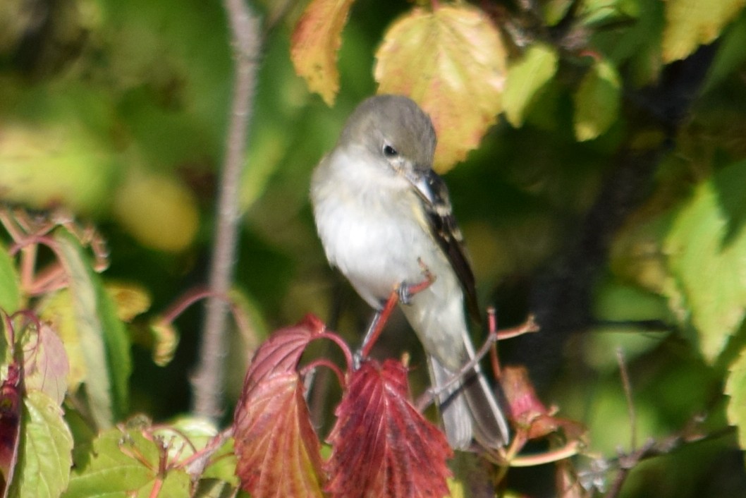 Least Flycatcher - ML608519260