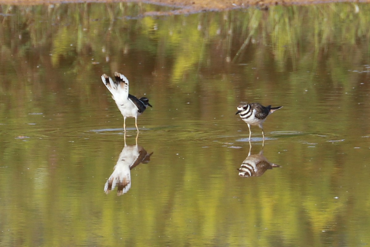 Killdeer - ML608519273