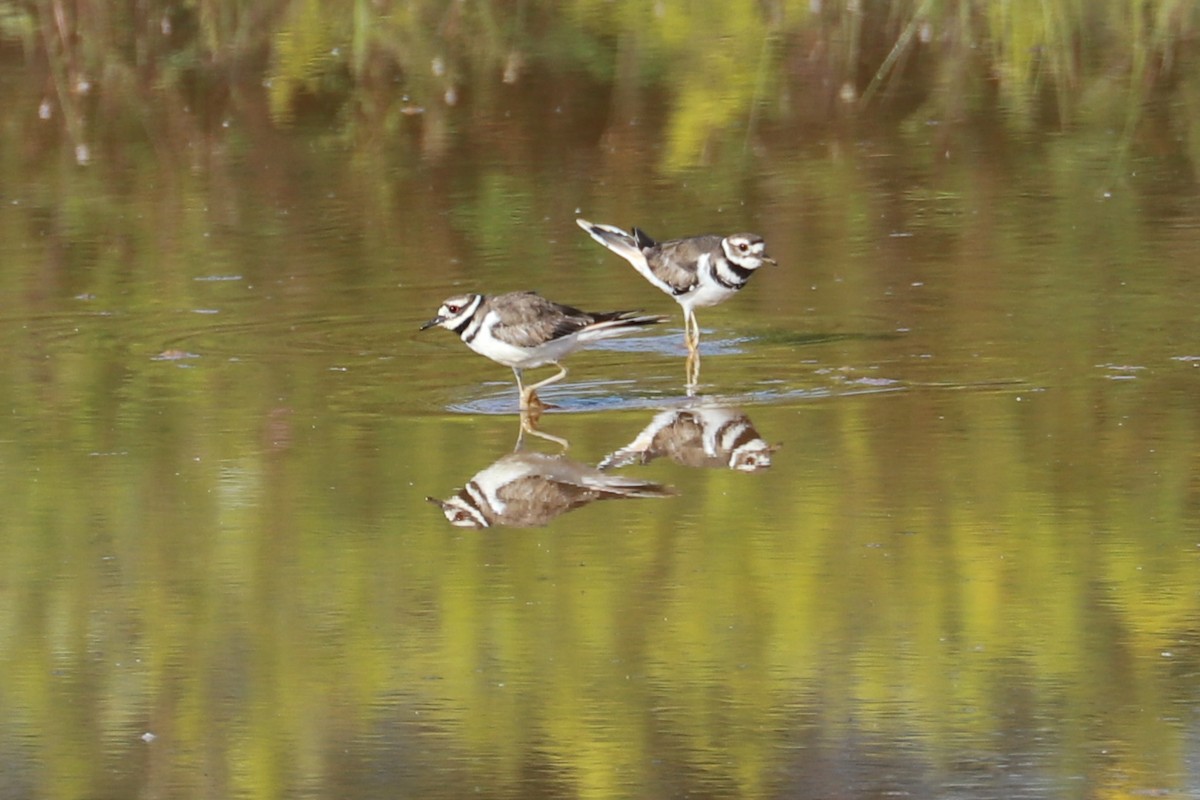 Killdeer - ML608519274