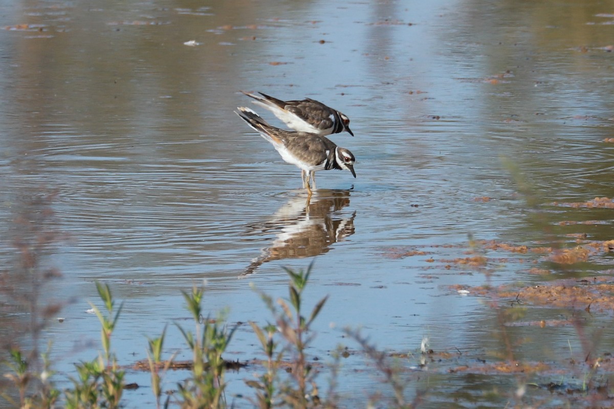 Killdeer - ML608519275