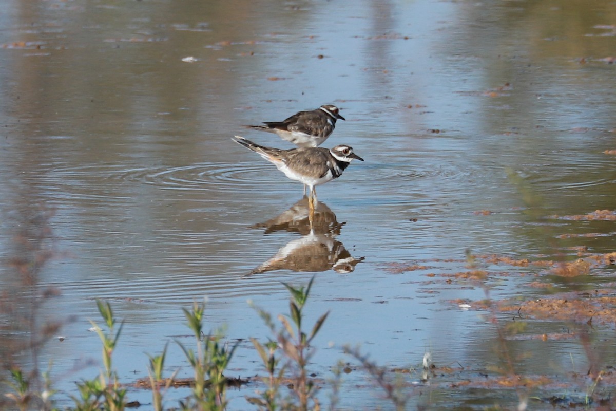 Killdeer - ML608519276
