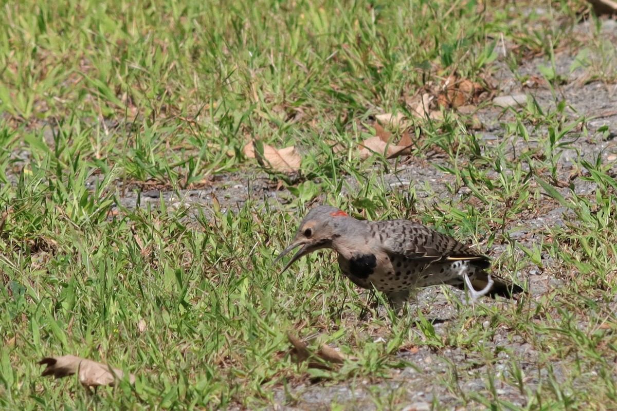 Northern Flicker (Yellow-shafted) - ML608519301