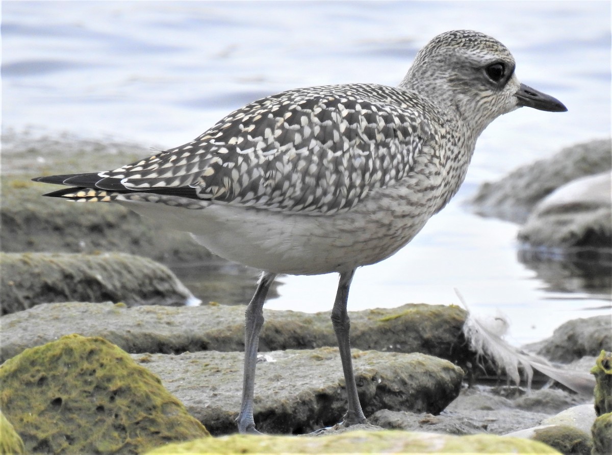 Black-bellied Plover - Lucio 'Luc' Fazio