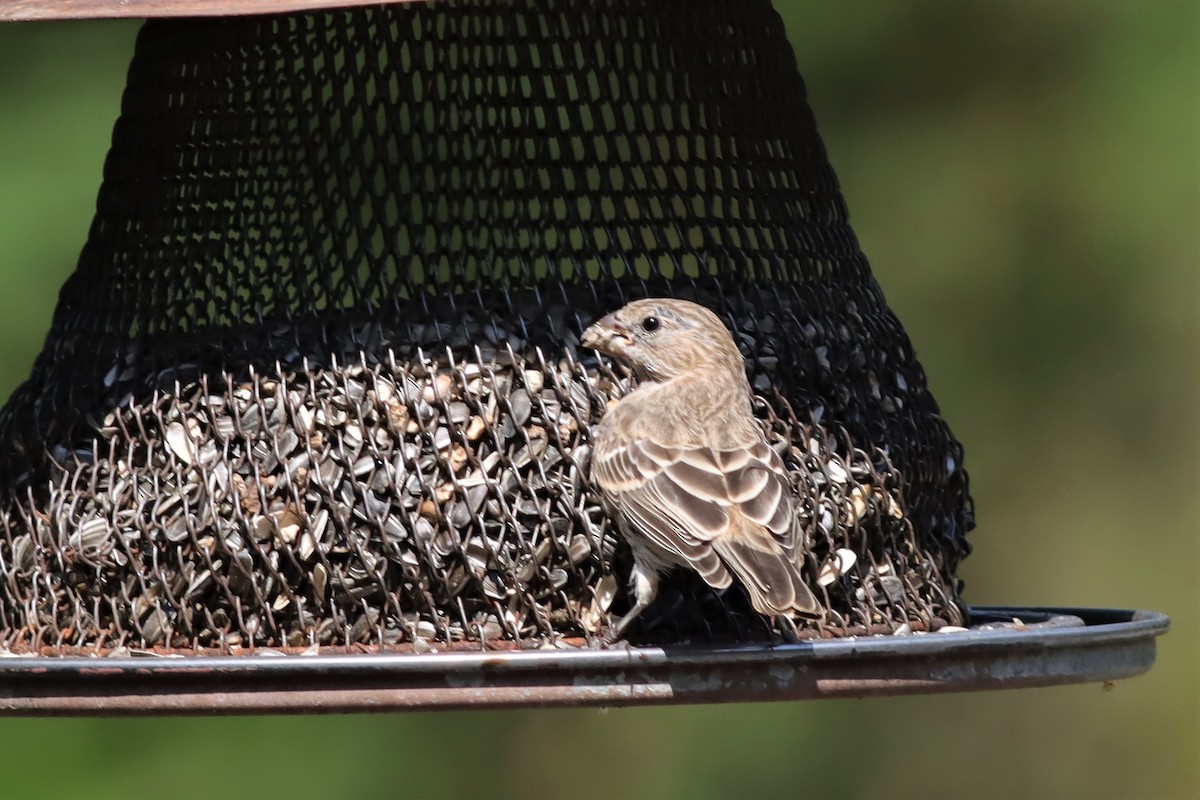 House Finch - ML608519346