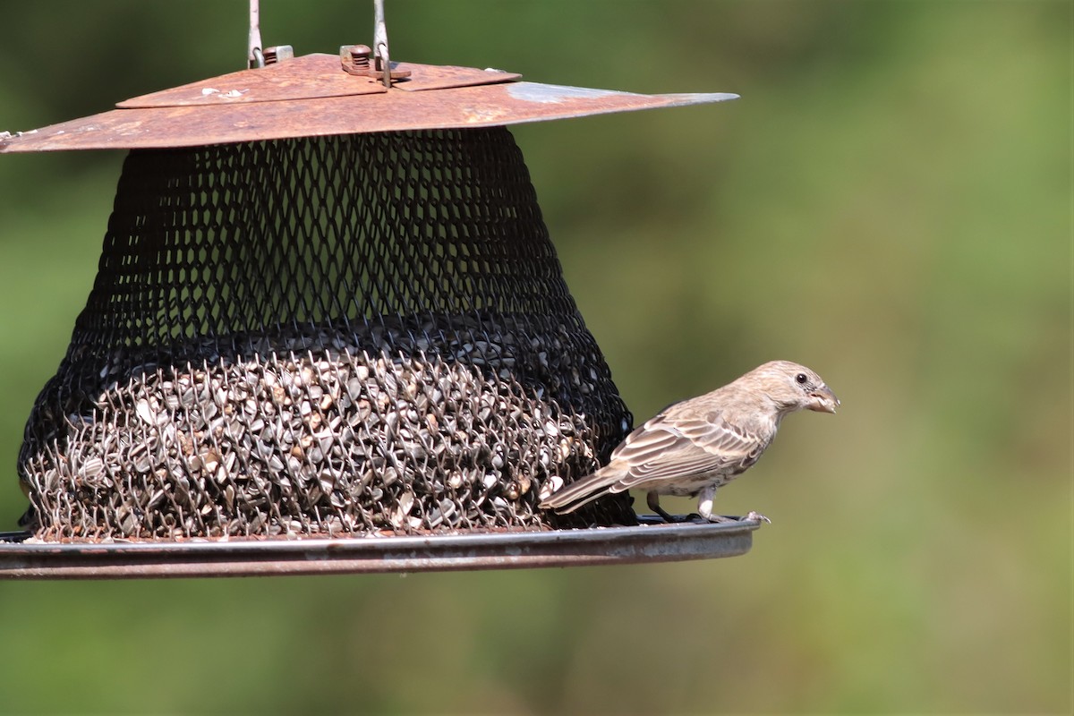 House Finch - ML608519347