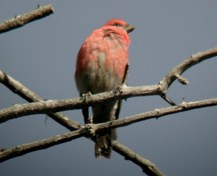 Pine Grosbeak - ML608519357