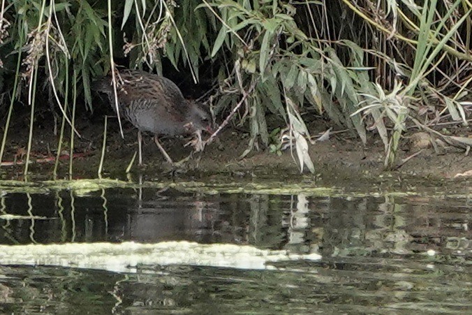 Water Rail - ML608519464