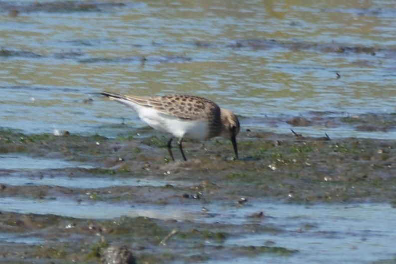 gulbrystsnipe - ML608519515